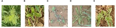 Weed detection and recognition in complex wheat fields based on an improved YOLOv7